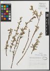Foto von Salix alba subsp. vitellina (L.) Arcang.